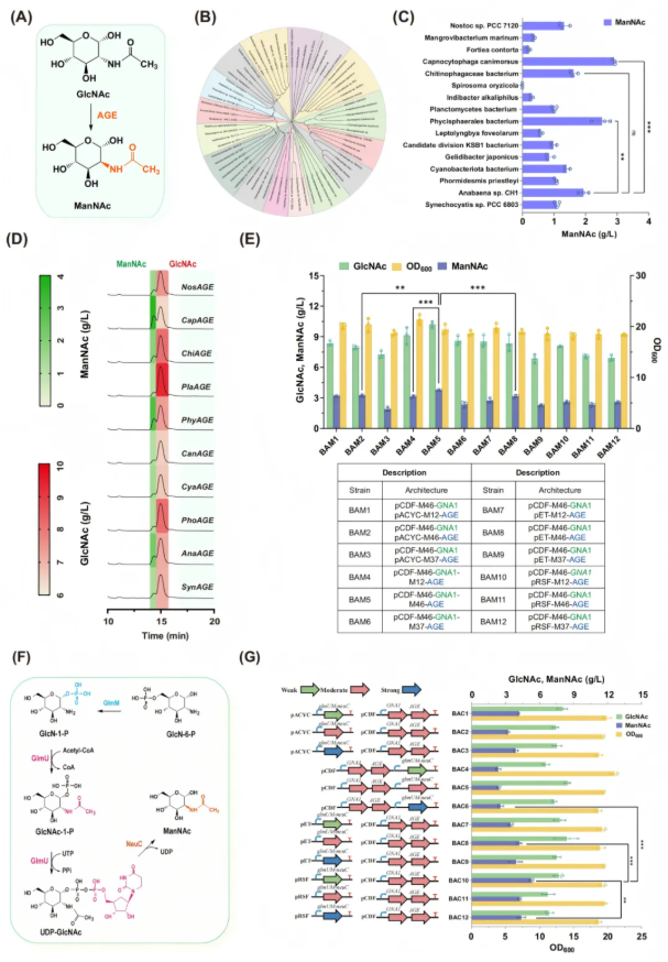 IF=14.9!南开大学团队:关键酶筛选-通路重构-碳源调控多策略协同破解NeuAc生物合成瓶颈(图5) IF=14.9!南开大学团队:关键酶筛选-通路重构-碳源调控多策略协同破解NeuAc生物合成瓶颈(图5)
