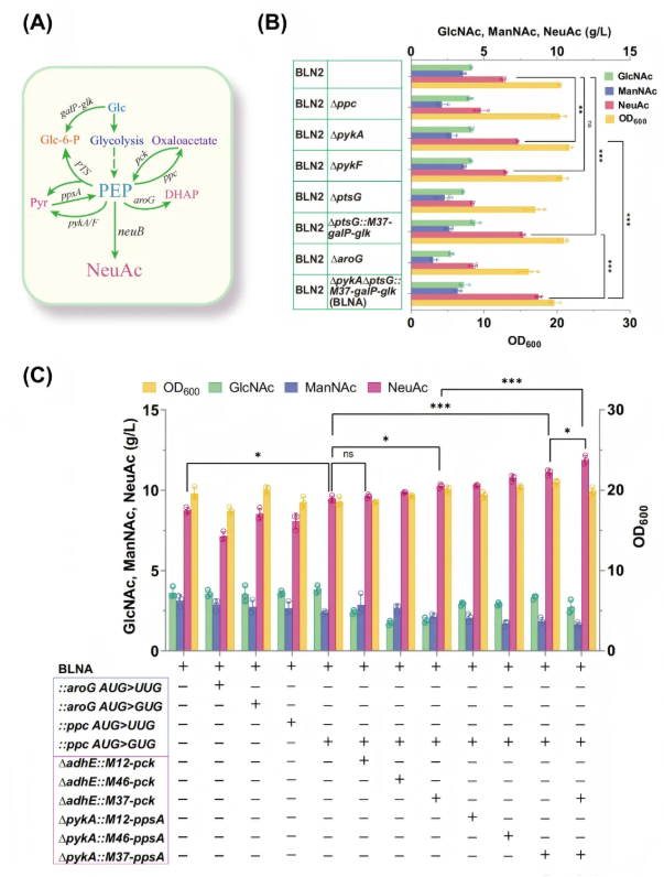 IF=14.9!南开大学团队:关键酶筛选-通路重构-碳源调控多策略协同破解NeuAc生物合成瓶颈(图7) IF=14.9!南开大学团队:关键酶筛选-通路重构-碳源调控多策略协同破解NeuAc生物合成瓶颈(图7)