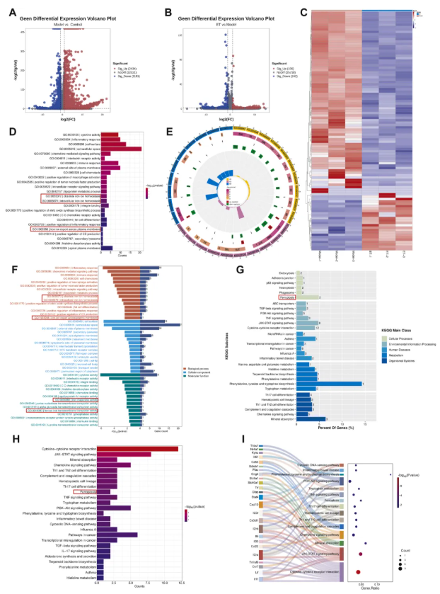 IF=8.3!中山大学金晶教授研究团队发文!丹参ET部位多组学调控抗炎抑铁死亡,破解RA治疗难题(图7) IF=8.3!中山大学金晶教授研究团队发文!丹参ET部位多组学调控抗炎抑铁死亡,破解RA治疗难题(图7)