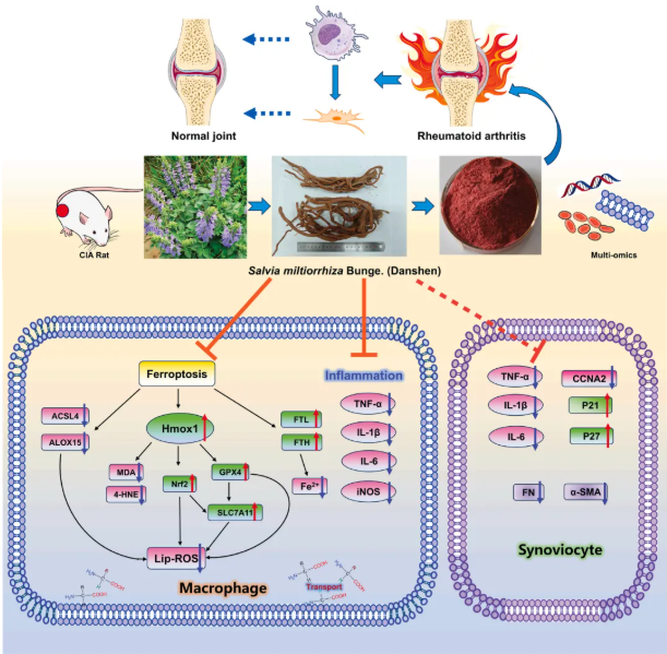 IF=8.3!中山大学金晶教授研究团队发文!丹参ET部位多组学调控抗炎抑铁死亡,破解RA治疗难题(图12) IF=8.3!中山大学金晶教授研究团队发文!丹参ET部位多组学调控抗炎抑铁死亡,破解RA治疗难题(图12)