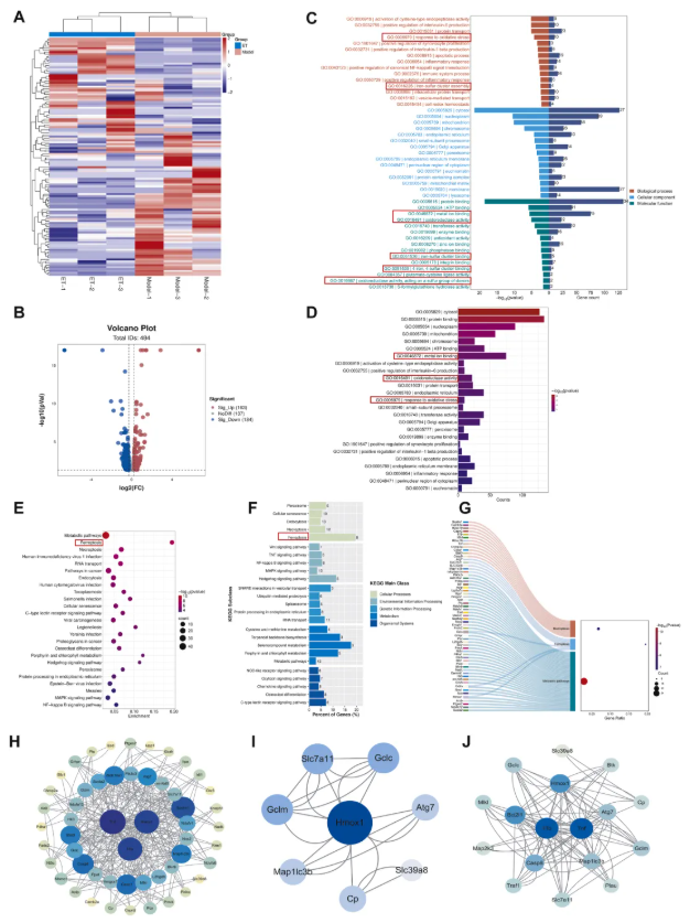 IF=8.3!中山大学金晶教授研究团队发文!丹参ET部位多组学调控抗炎抑铁死亡,破解RA治疗难题(图8) IF=8.3!中山大学金晶教授研究团队发文!丹参ET部位多组学调控抗炎抑铁死亡,破解RA治疗难题(图8)