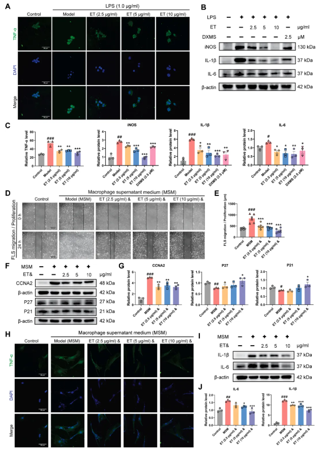 IF=8.3!中山大学金晶教授研究团队发文!丹参ET部位多组学调控抗炎抑铁死亡,破解RA治疗难题(图9) IF=8.3!中山大学金晶教授研究团队发文!丹参ET部位多组学调控抗炎抑铁死亡,破解RA治疗难题(图9)