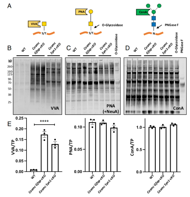 PNAS (IF=9.1)｜大脑里的“糖分子卫士”：藏于神经元束，保障神经信号顺畅传递(图5)