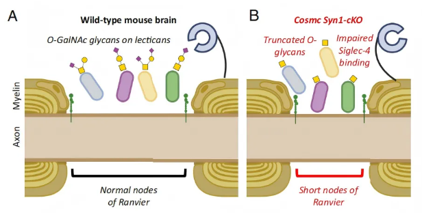 PNAS (IF=9.1)｜大脑里的“糖分子卫士”：藏于神经元束，保障神经信号顺畅传递(图9)