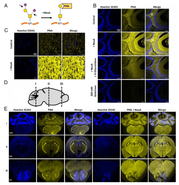 PNAS (IF=9.1)｜大脑里的“糖分子卫士”：藏于神经元束，保障神经信号顺畅传递(图3)