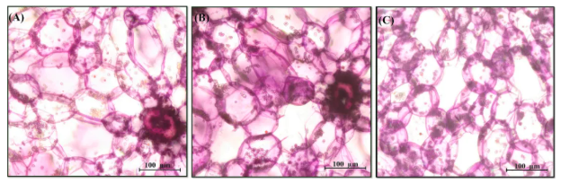 IF=8!安徽农大樊洪泓教授研究团队利用MALDI-MSI技术,精准锁定铁皮石斛最佳采收期为二年生(图5) IF=8!安徽农大樊洪泓教授研究团队利用MALDI-MSI技术,精准锁定铁皮石斛最佳采收期为二年生(图5)