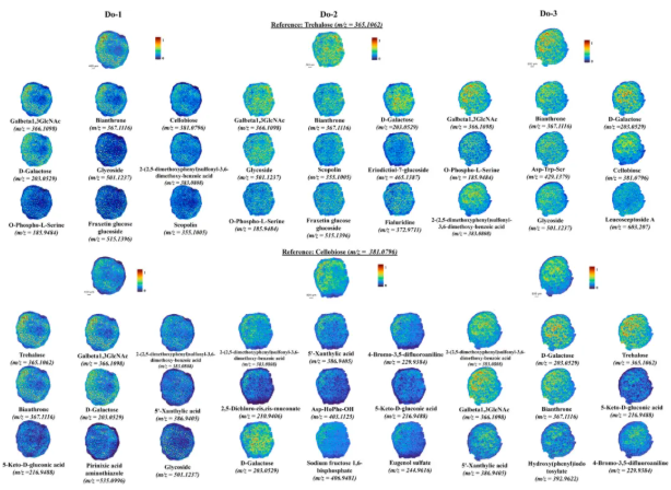 IF=8!安徽农大樊洪泓教授研究团队利用MALDI-MSI技术,精准锁定铁皮石斛最佳采收期为二年生(图11) IF=8!安徽农大樊洪泓教授研究团队利用MALDI-MSI技术,精准锁定铁皮石斛最佳采收期为二年生(图11)