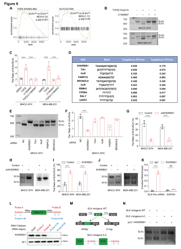 Cancer Res. (IF=16.6)|同济医院陈孝平教授团队:SLKv激活ENO1促糖酵解,ASO精准阻断抑肿瘤(图8) Cancer Res. (IF=16.6)|同济医院陈孝平教授团队:SLKv激活ENO1促糖酵解,ASO精准阻断抑肿瘤(图8)