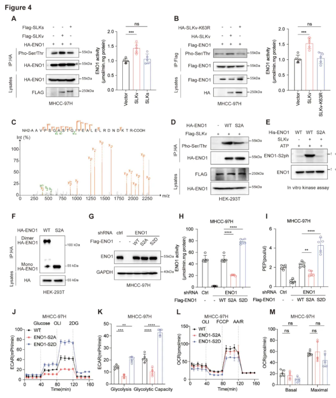 Cancer Res. (IF=16.6)|同济医院陈孝平教授团队:SLKv激活ENO1促糖酵解,ASO精准阻断抑肿瘤(图6) Cancer Res. (IF=16.6)|同济医院陈孝平教授团队:SLKv激活ENO1促糖酵解,ASO精准阻断抑肿瘤(图6)