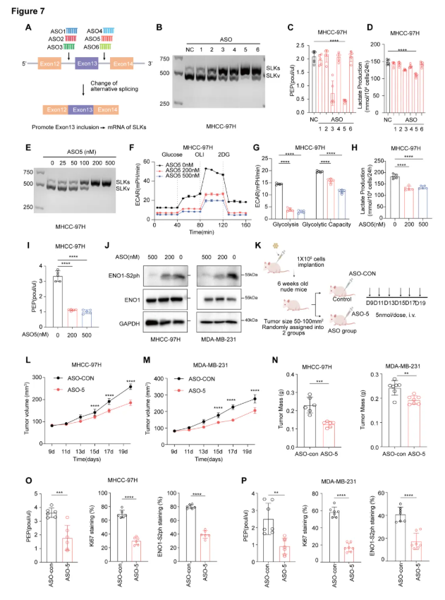 Cancer Res. (IF=16.6)|同济医院陈孝平教授团队:SLKv激活ENO1促糖酵解,ASO精准阻断抑肿瘤(图9) Cancer Res. (IF=16.6)|同济医院陈孝平教授团队:SLKv激活ENO1促糖酵解,ASO精准阻断抑肿瘤(图9)