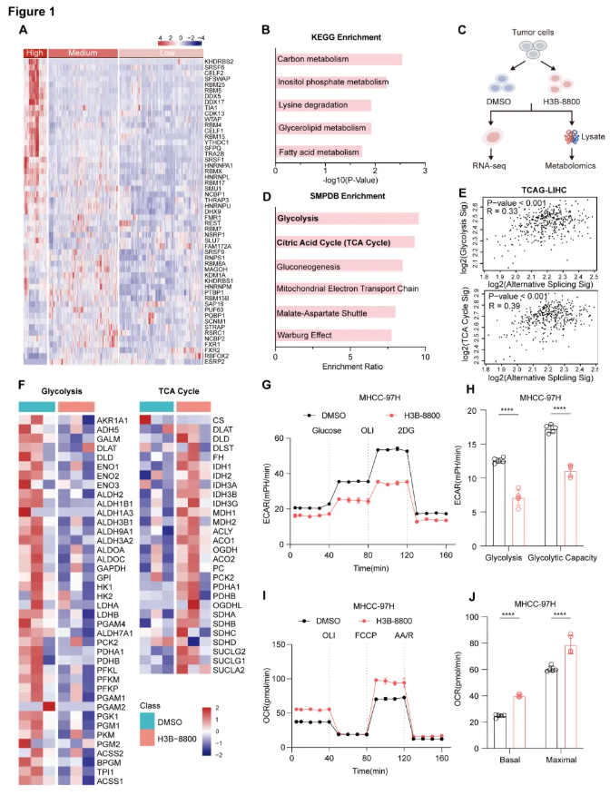 Cancer Res. (IF=16.6)|同济医院陈孝平教授团队:SLKv激活ENO1促糖酵解,ASO精准阻断抑肿瘤(图3) Cancer Res. (IF=16.6)|同济医院陈孝平教授团队:SLKv激活ENO1促糖酵解,ASO精准阻断抑肿瘤(图3)
