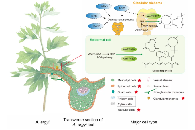 PBJ (IF=10.5)|中国医科院罗红梅团队首次绘制艾草腺毛单细胞图谱!锁定β-石竹烯/法呢烯合酶,揭秘艾草腺毛代谢密码!(图7) PBJ (IF=10.5)|中国医科院罗红梅团队首次绘制艾草腺毛单细胞图谱!锁定β-石竹烯/法呢烯合酶,揭秘艾草腺毛代谢密码!(图7)