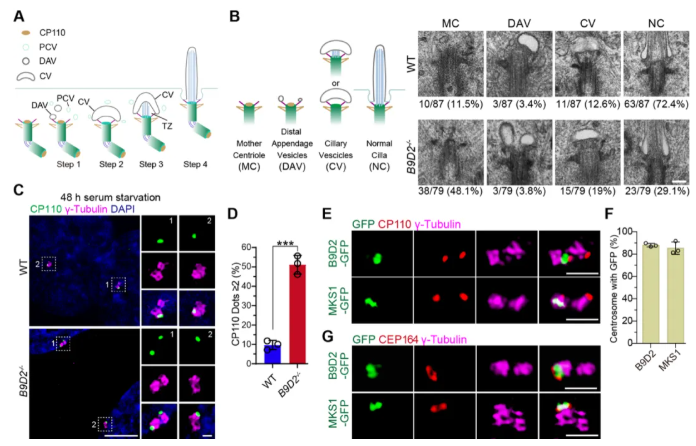 IF=13.6!上海交通大学曹木青老师团队新突破:B9复合体双功能解析,揭示纤毛病(JBTS/MKS)的分子分水岭!(图6) IF=13.6!上海交通大学曹木青老师团队新突破:B9复合体双功能解析,揭示纤毛病(JBTS/MKS)的分子分水岭!(图6)