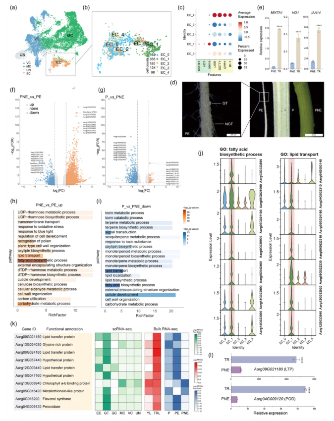 PBJ (IF=10.5)|中国医科院罗红梅团队首次绘制艾草腺毛单细胞图谱!锁定β-石竹烯/法呢烯合酶,揭秘艾草腺毛代谢密码!(图4) PBJ (IF=10.5)|中国医科院罗红梅团队首次绘制艾草腺毛单细胞图谱!锁定β-石竹烯/法呢烯合酶,揭秘艾草腺毛代谢密码!(图4)