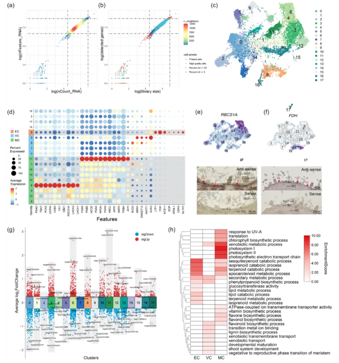 PBJ (IF=10.5)|中国医科院罗红梅团队首次绘制艾草腺毛单细胞图谱!锁定β-石竹烯/法呢烯合酶,揭秘艾草腺毛代谢密码!(图3) PBJ (IF=10.5)|中国医科院罗红梅团队首次绘制艾草腺毛单细胞图谱!锁定β-石竹烯/法呢烯合酶,揭秘艾草腺毛代谢密码!(图3)