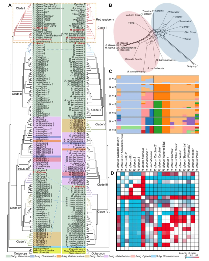 JIPB(IF=9.3)｜中科院昆明植物所孙航院士团队首次破解四种野生树莓基因组！(图5)