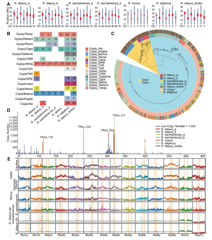 JIPB(IF=9.3)｜中科院昆明植物所孙航院士团队首次破解四种野生树莓基因组！(图6)