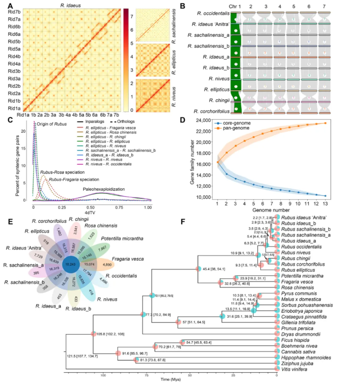 JIPB(IF=9.3)｜中科院昆明植物所孙航院士团队首次破解四种野生树莓基因组！(图3)