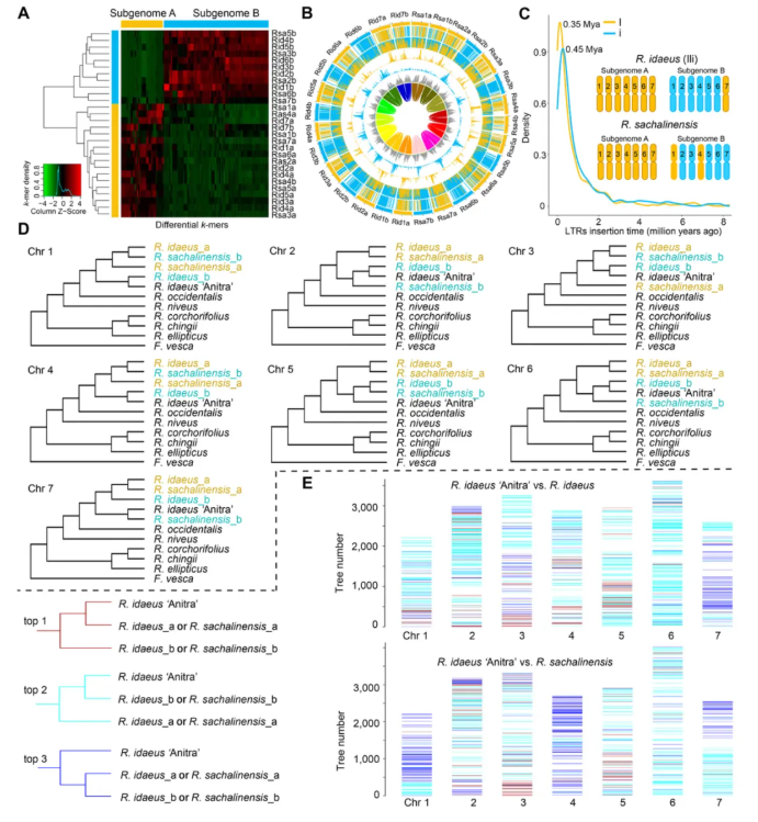 JIPB(IF=9.3)｜中科院昆明植物所孙航院士团队首次破解四种野生树莓基因组！(图4)