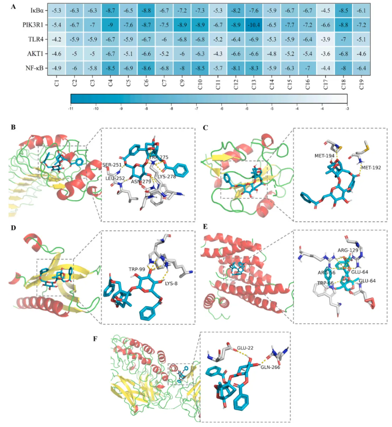 J Ethnopharmacol.|甘肃中医药大学张志红老师团队破解经典药对奥秘,精准阐释当归-白芍药对抗肝纤维化作用机制(图12) J Ethnopharmacol.|甘肃中医药大学张志红老师团队破解经典药对奥秘,精准阐释当归-白芍药对抗肝纤维化作用机制(图12)