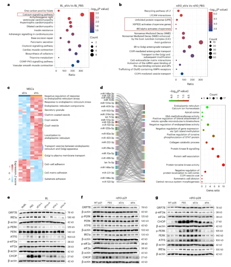 nature子刊(IF=26.6)|小小囊泡竟有大作用，天津医大眼科医院实现网膜保护+药物递送双突破(图8)