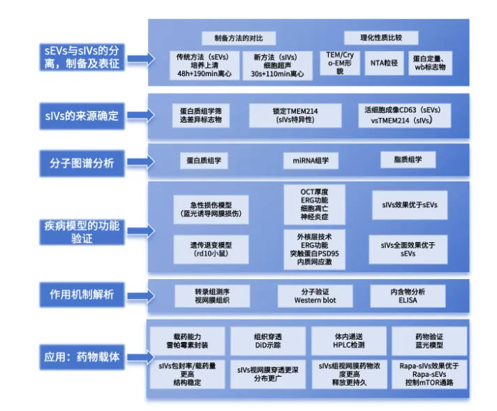 nature子刊(IF=26.6)|小小囊泡竟有大作用，天津医大眼科医院实现网膜保护+药物递送双突破(图2)