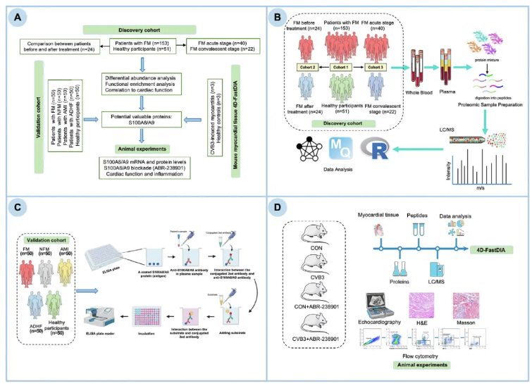 J.Adv.Res.(IF=13)|血浆蛋白质组学赋能：暴发性心肌炎精准诊断与靶向治疗新突破(图2)