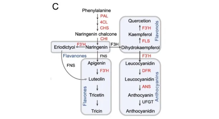 IF=15.7|北京林业大学研究团队破解植物“马太效应”：杨树靠关键基因操控菌群实现生长优势(图6)