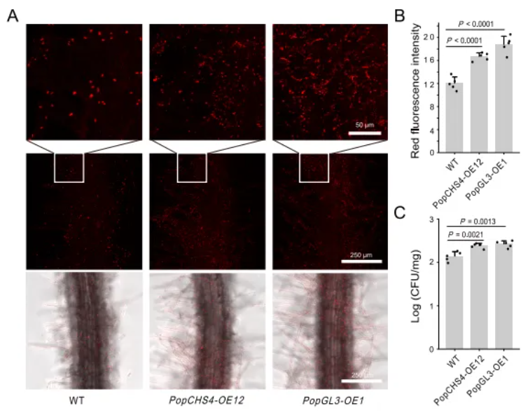IF=15.7|北京林业大学研究团队破解植物“马太效应”：杨树靠关键基因操控菌群实现生长优势(图7)