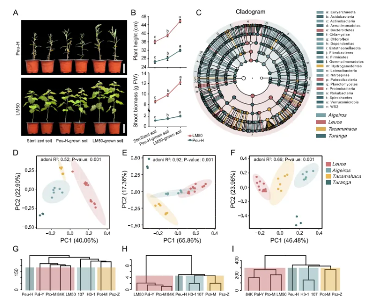 IF=15.7|北京林业大学研究团队破解植物“马太效应”：杨树靠关键基因操控菌群实现生长优势(图2)