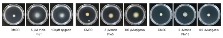 IF=15.7|北京林业大学研究团队破解植物“马太效应”：杨树靠关键基因操控菌群实现生长优势(图5)