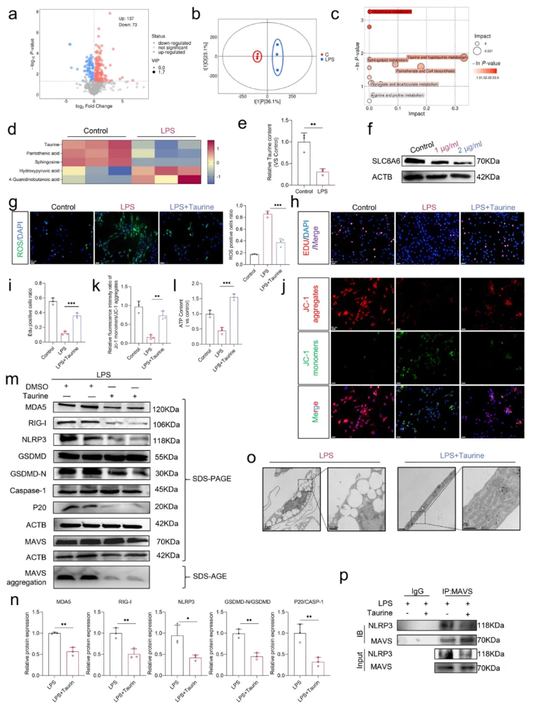 CCS(IF=8.9)|华中科技大学杨操教授团队：牛磺酸通过增强线粒体自噬，抑制mtdsRNA介导的髓核细胞焦亡(图7)