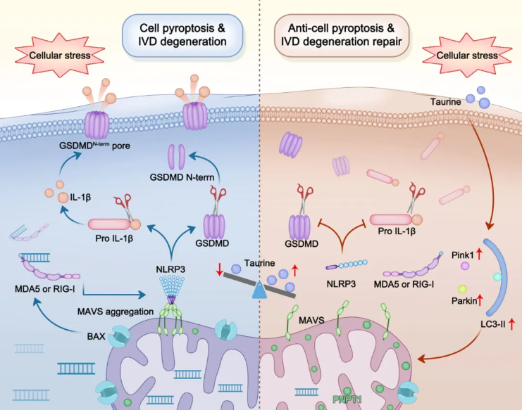 CCS(IF=8.9)|华中科技大学杨操教授团队：牛磺酸通过增强线粒体自噬，抑制mtdsRNA介导的髓核细胞焦亡(图11)