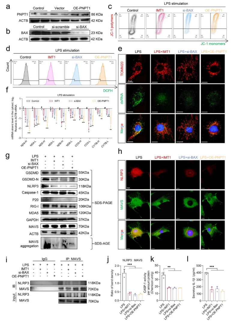 CCS(IF=8.9)|华中科技大学杨操教授团队：牛磺酸通过增强线粒体自噬，抑制mtdsRNA介导的髓核细胞焦亡(图6)