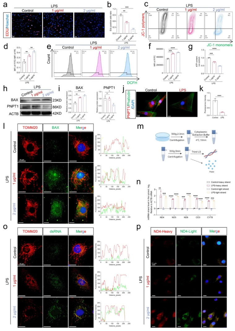 CCS(IF=8.9)|华中科技大学杨操教授团队：牛磺酸通过增强线粒体自噬，抑制mtdsRNA介导的髓核细胞焦亡(图4)