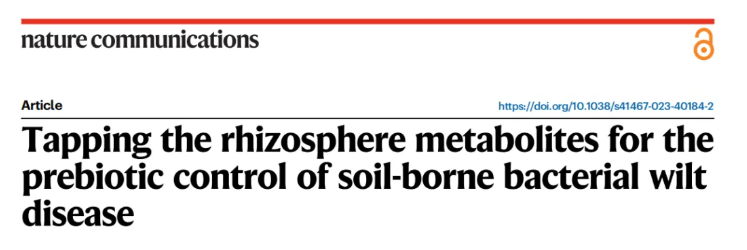 nat.commun.(IF=15.7)|南京农业大学研究团队揭秘:根际代谢物如何智斗青枯菌——益生元防控新策略(图1) nat.commun.(IF=15.7)|南京农业大学研究团队揭秘:根际代谢物如何智斗青枯菌——益生元防控新策略(图1)