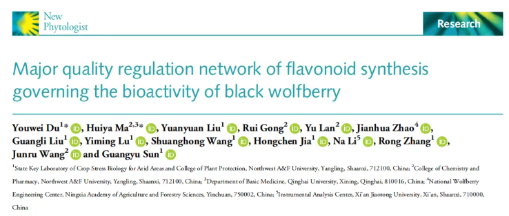 NP(IF=8.1)|西北农林研究团队解码黑枸杞“高品质密码”:光响应转录调控网络如何驱动类黄酮合成与药用活性?(图1) NP(IF=8.1)|西北农林研究团队解码黑枸杞“高品质密码”:光响应转录调控网络如何驱动类黄酮合成与药用活性?(图1)