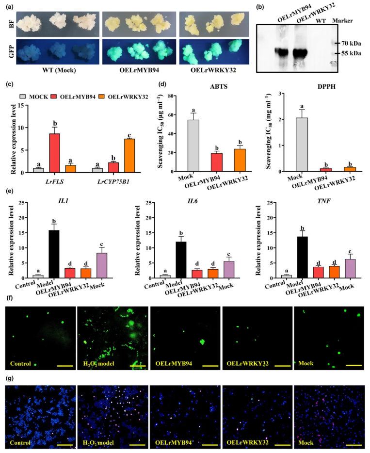 NP(IF=8.1)|西北农林研究团队解码黑枸杞“高品质密码”:光响应转录调控网络如何驱动类黄酮合成与药用活性?(图6) NP(IF=8.1)|西北农林研究团队解码黑枸杞“高品质密码”:光响应转录调控网络如何驱动类黄酮合成与药用活性?(图6)