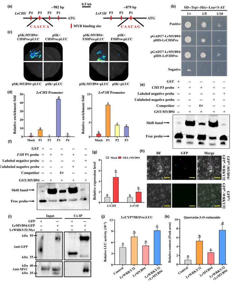NP(IF=8.1)|西北农林研究团队解码黑枸杞“高品质密码”:光响应转录调控网络如何驱动类黄酮合成与药用活性?(图7) NP(IF=8.1)|西北农林研究团队解码黑枸杞“高品质密码”:光响应转录调控网络如何驱动类黄酮合成与药用活性?(图7)