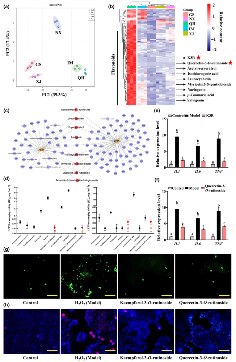 NP(IF=8.1)|西北农林研究团队解码黑枸杞“高品质密码”:光响应转录调控网络如何驱动类黄酮合成与药用活性?(图3) NP(IF=8.1)|西北农林研究团队解码黑枸杞“高品质密码”:光响应转录调控网络如何驱动类黄酮合成与药用活性?(图3)