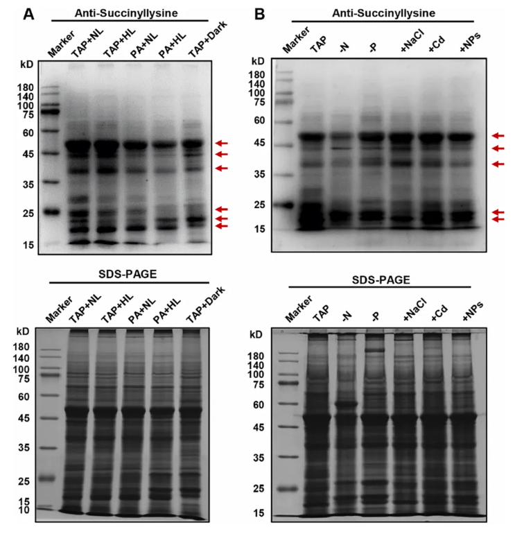 J.Agric.Food Chem.(IF=6.2)|江汉大学胡长峰团队首绘莱茵衣藻赖氨酸琥珀酰化全景图谱,揭秘酰化修饰串扰调控核心代谢的全新机制(图2) J.Agric.Food Chem.(IF=6.2)|江汉大学胡长峰团队首绘莱茵衣藻赖氨酸琥珀酰化全景图谱,揭秘酰化修饰串扰调控核心代谢的全新机制(图2)