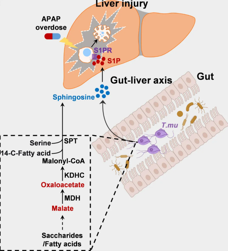 Gut Microbes(IF=15.3)|徐州医科大学团队发现肠道中的“隐形炸弹”：一种共生原生生物自产鞘氨醇，远程加剧药物性肝损伤(图2)