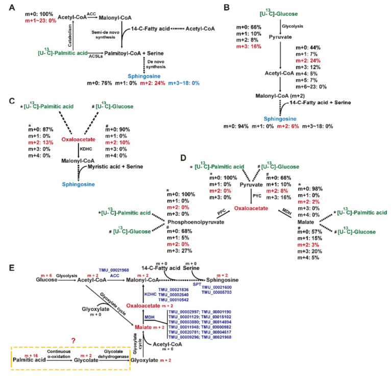 Gut Microbes(IF=15.3)|徐州医科大学团队发现肠道中的“隐形炸弹”：一种共生原生生物自产鞘氨醇，远程加剧药物性肝损伤(图6)