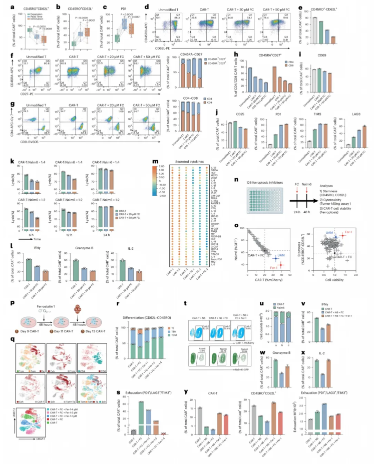 nature cancer(IF=28.0)|浙江大学良渚实验室黄河教授团队:靶向ACSL4阻断铁死亡,恢复CAR-T细胞在体内的抗肿瘤活性(图5) nature cancer(IF=28.0)|浙江大学良渚实验室黄河教授团队:靶向ACSL4阻断铁死亡,恢复CAR-T细胞在体内的抗肿瘤活性(图5)