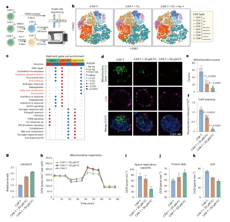 nature cancer(IF=28.0)|浙江大学良渚实验室黄河教授团队:靶向ACSL4阻断铁死亡,恢复CAR-T细胞在体内的抗肿瘤活性(图6) nature cancer(IF=28.0)|浙江大学良渚实验室黄河教授团队:靶向ACSL4阻断铁死亡,恢复CAR-T细胞在体内的抗肿瘤活性(图6)