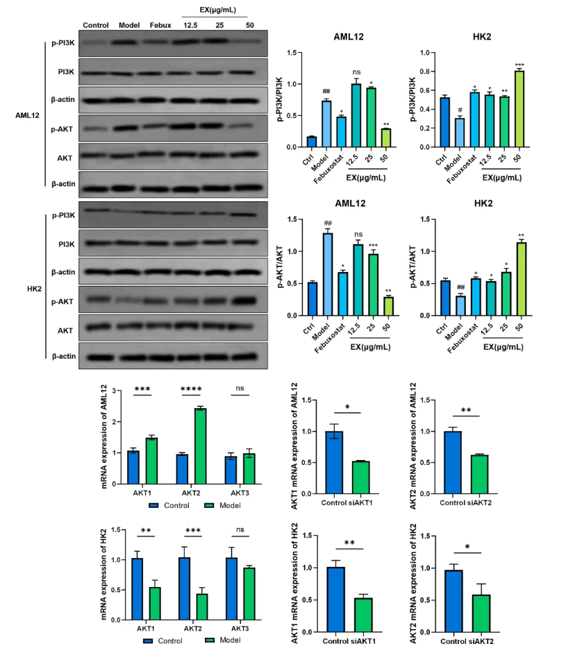 Phytomedicine(IF=11.3)|降尿酸新方案！内蒙古中医医院研究团队发文揭示文冠果叶提取物降尿酸效果媲美非布司他(图9)
