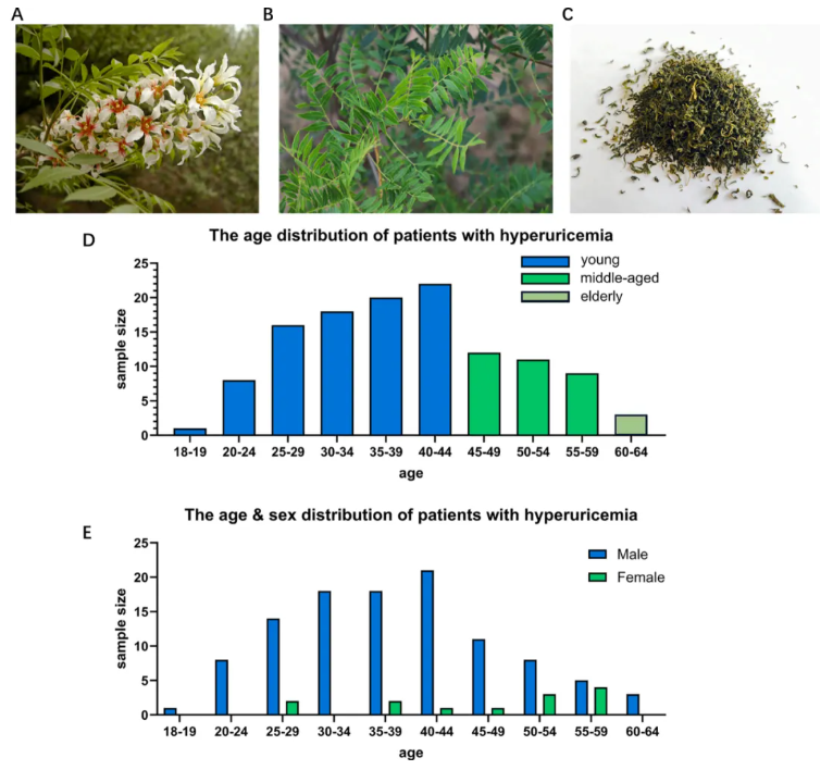 Phytomedicine(IF=11.3)|降尿酸新方案！内蒙古中医医院研究团队发文揭示文冠果叶提取物降尿酸效果媲美非布司他(图2)