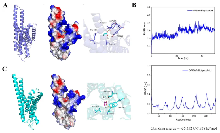 Mol.Med.(IF=8.3)|武汉大学人民医院研究团队:TGR5/β-arrestin2介导丁酸钠调控巨噬细胞极化(图4) Mol.Med.(IF=8.3)|武汉大学人民医院研究团队:TGR5/β-arrestin2介导丁酸钠调控巨噬细胞极化(图4)
