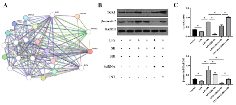 Mol.Med.(IF=8.3)|武汉大学人民医院研究团队:TGR5/β-arrestin2介导丁酸钠调控巨噬细胞极化(图5) Mol.Med.(IF=8.3)|武汉大学人民医院研究团队:TGR5/β-arrestin2介导丁酸钠调控巨噬细胞极化(图5)