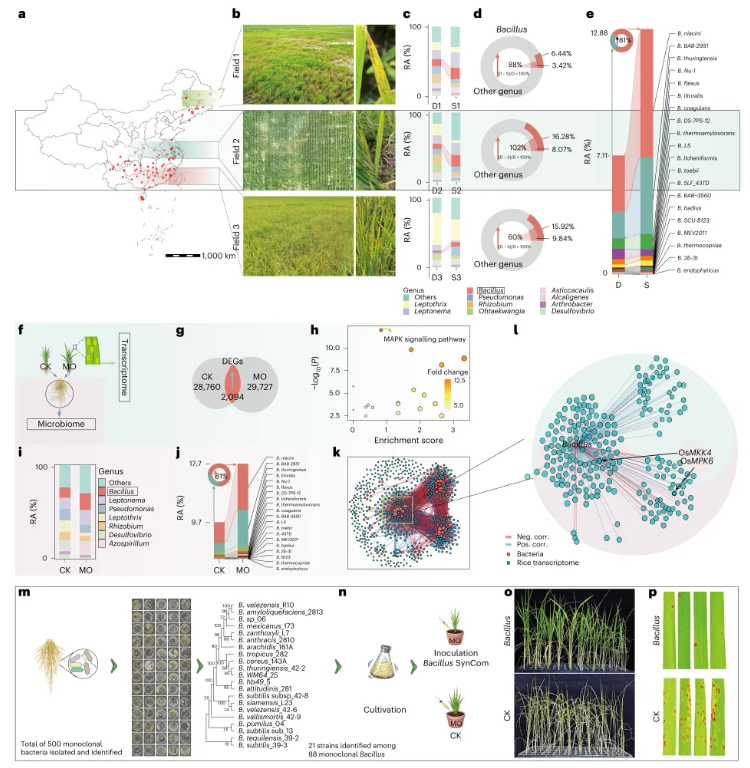 nature plants(IF=15.0)|南京农业大学团队发现水稻抗病密码：叶片发令，根系精准招募益生菌！(图2)